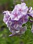 Phlox Sternhimmel_1